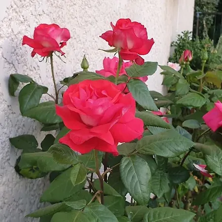 Demeure De Charme Paisible דירה וליפינט